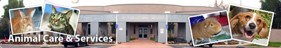 Animal Care and Services